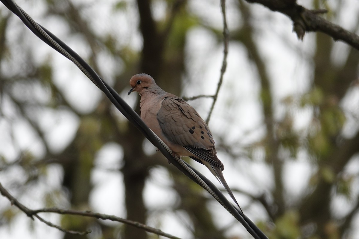 Mourning Dove - Claudio  Crespo