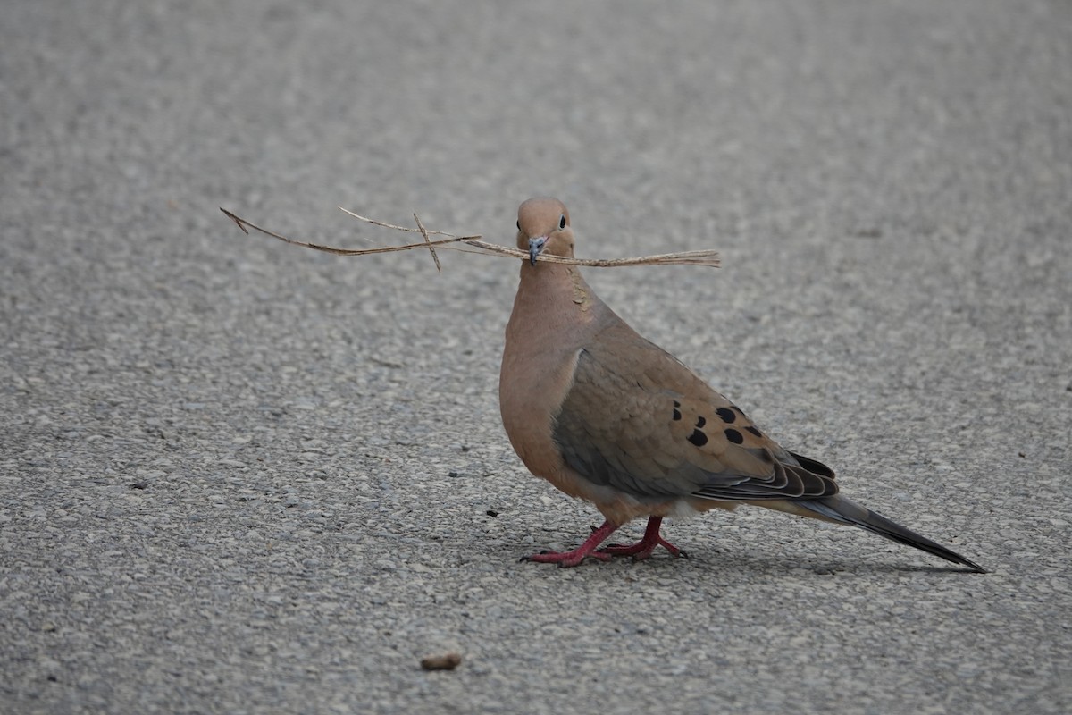 Mourning Dove - Claudio  Crespo