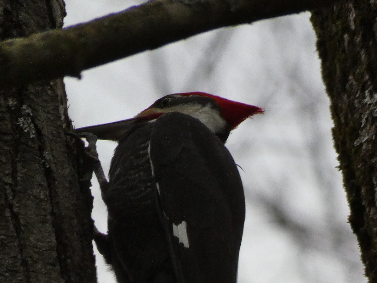 Pileated Woodpecker - Irene Cody