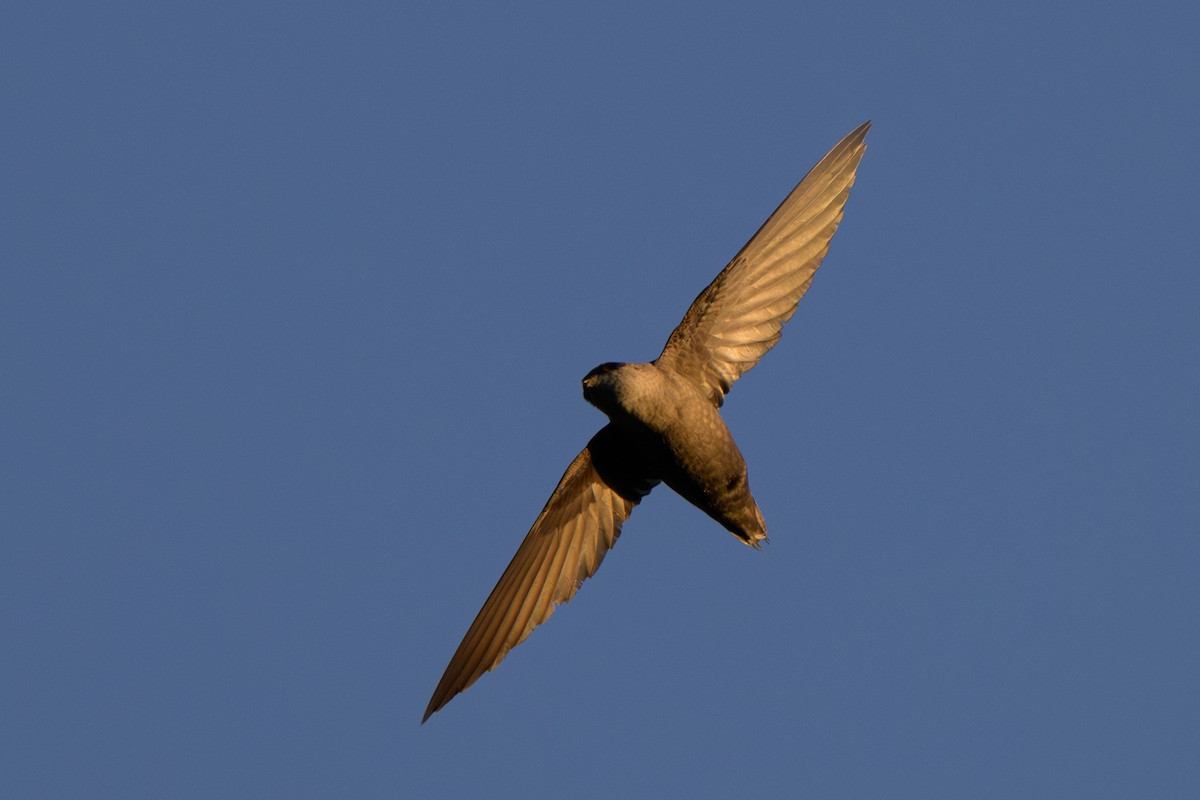 Chimney Swift - Graham Gerdeman