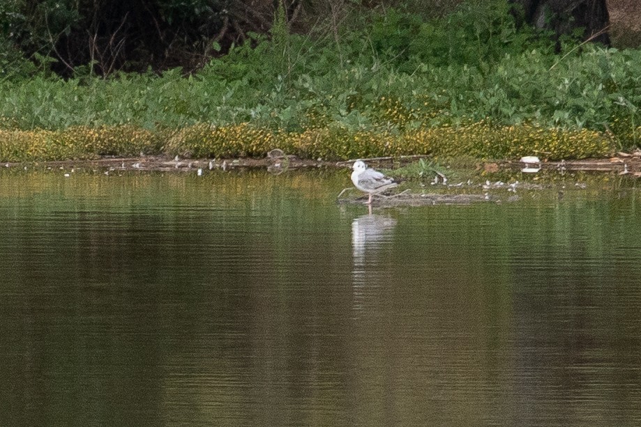 Bonaparte's Gull - Michael Long