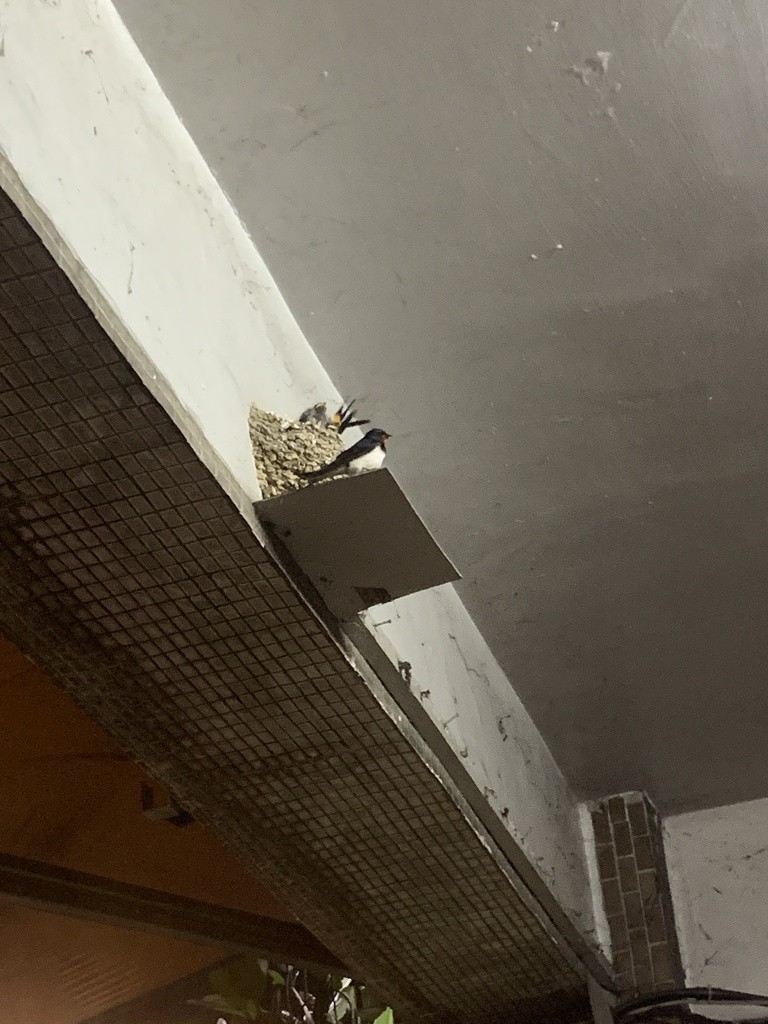 Barn Swallow (Buff-bellied) - ML619426490