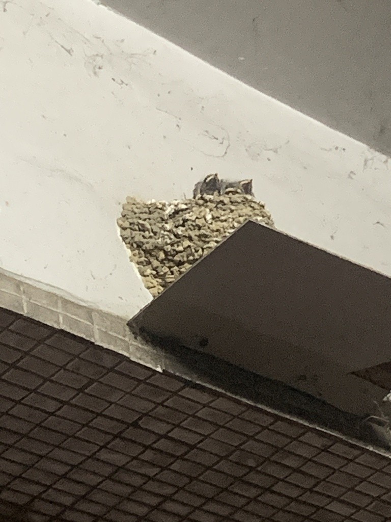 Barn Swallow (Buff-bellied) - ML619426491