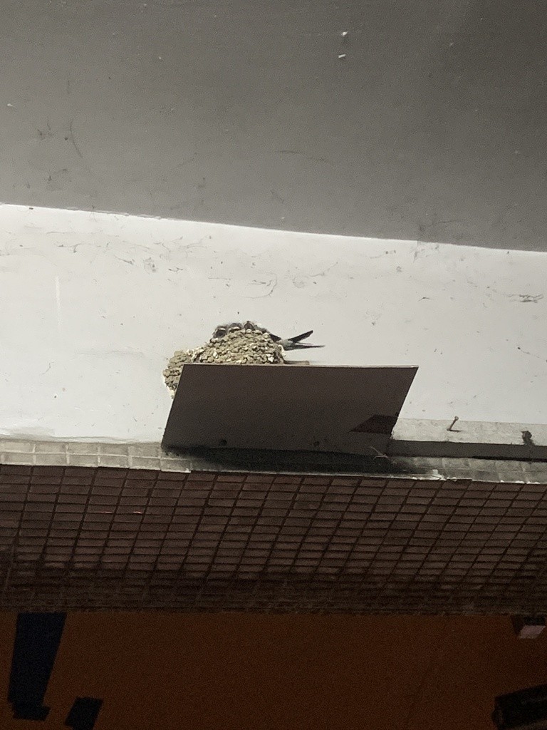 Barn Swallow (Buff-bellied) - ML619426492