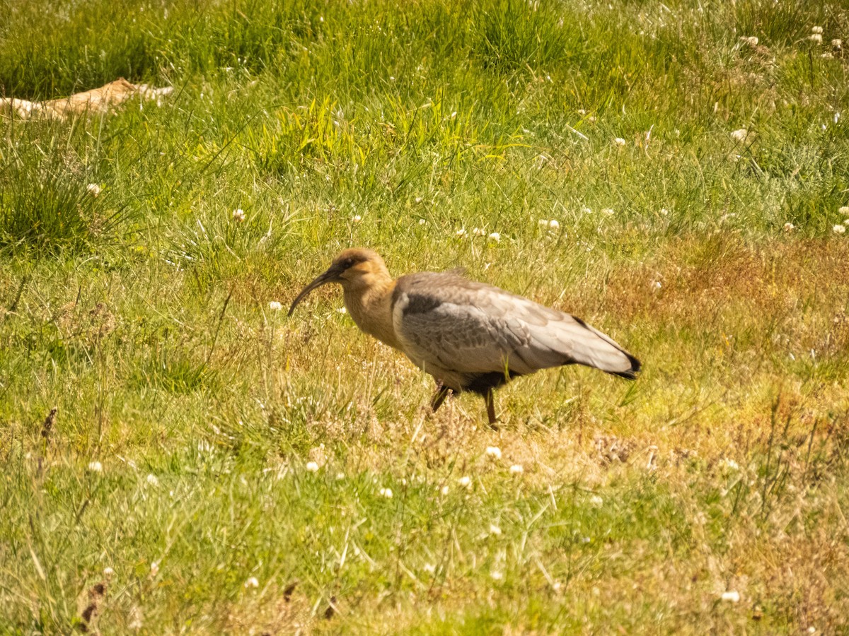 ibis šedokřídlý - ML619426493