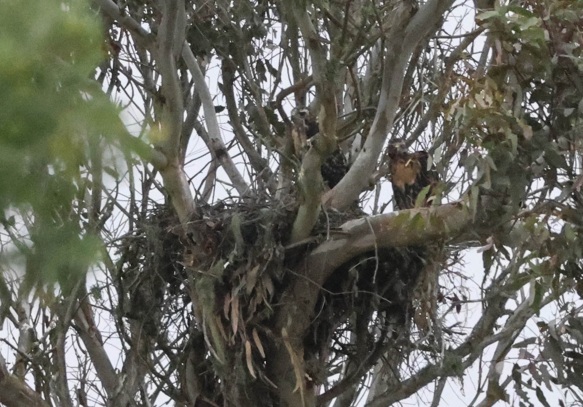 Red-tailed Hawk - ML619426497