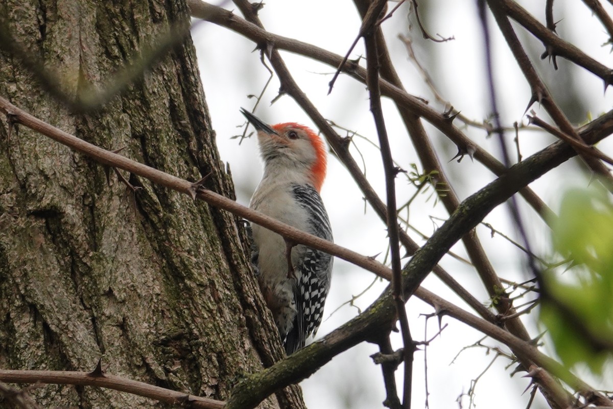 Red-bellied Woodpecker - Claudio  Crespo