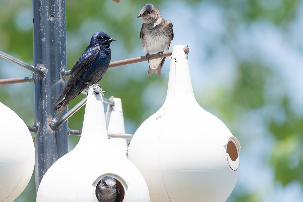 Purple Martin - Stephanie Pereira