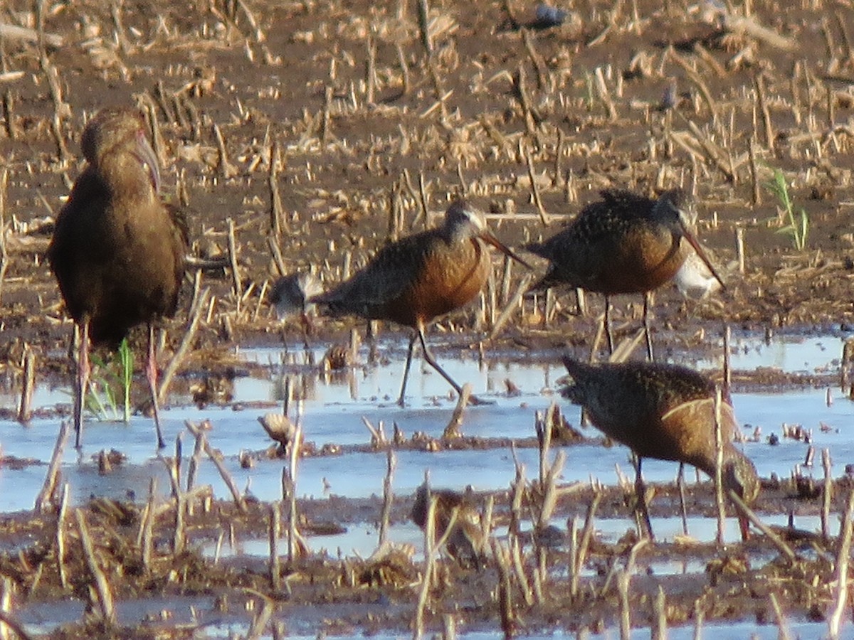 Hudsonian Godwit - Lisa Hoffman