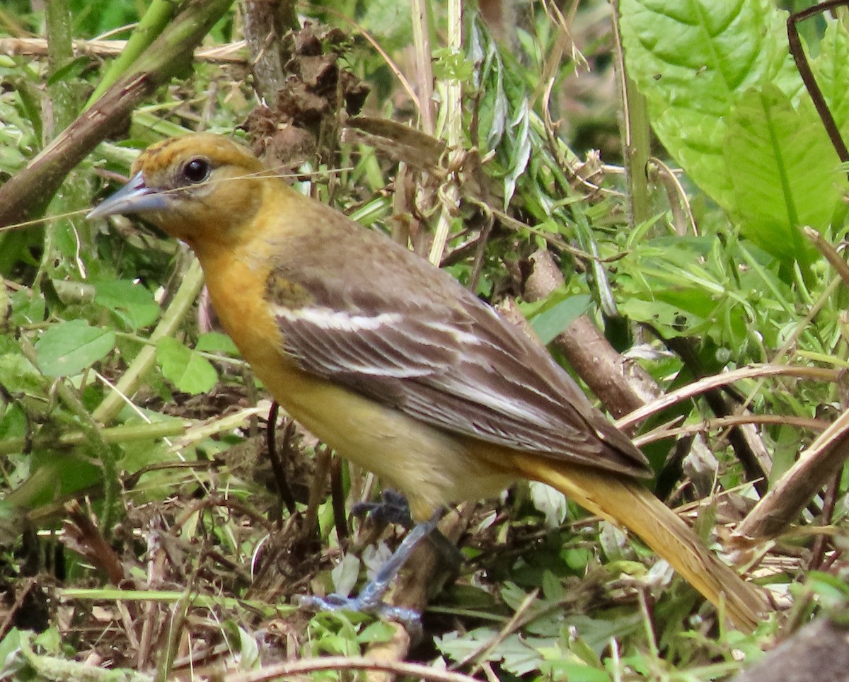 Baltimore Oriole - Kathleen Toomey