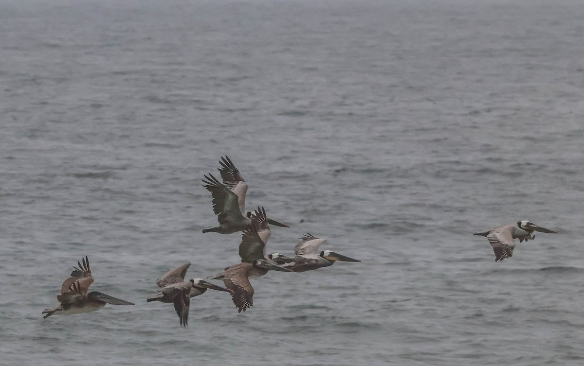 Brown Pelican - ML619426539