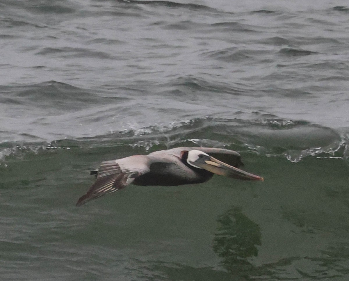 Brown Pelican - ML619426542