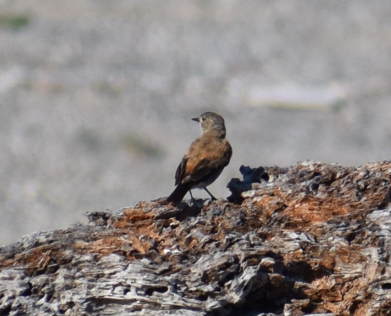 patagonianegrito - ML619426549