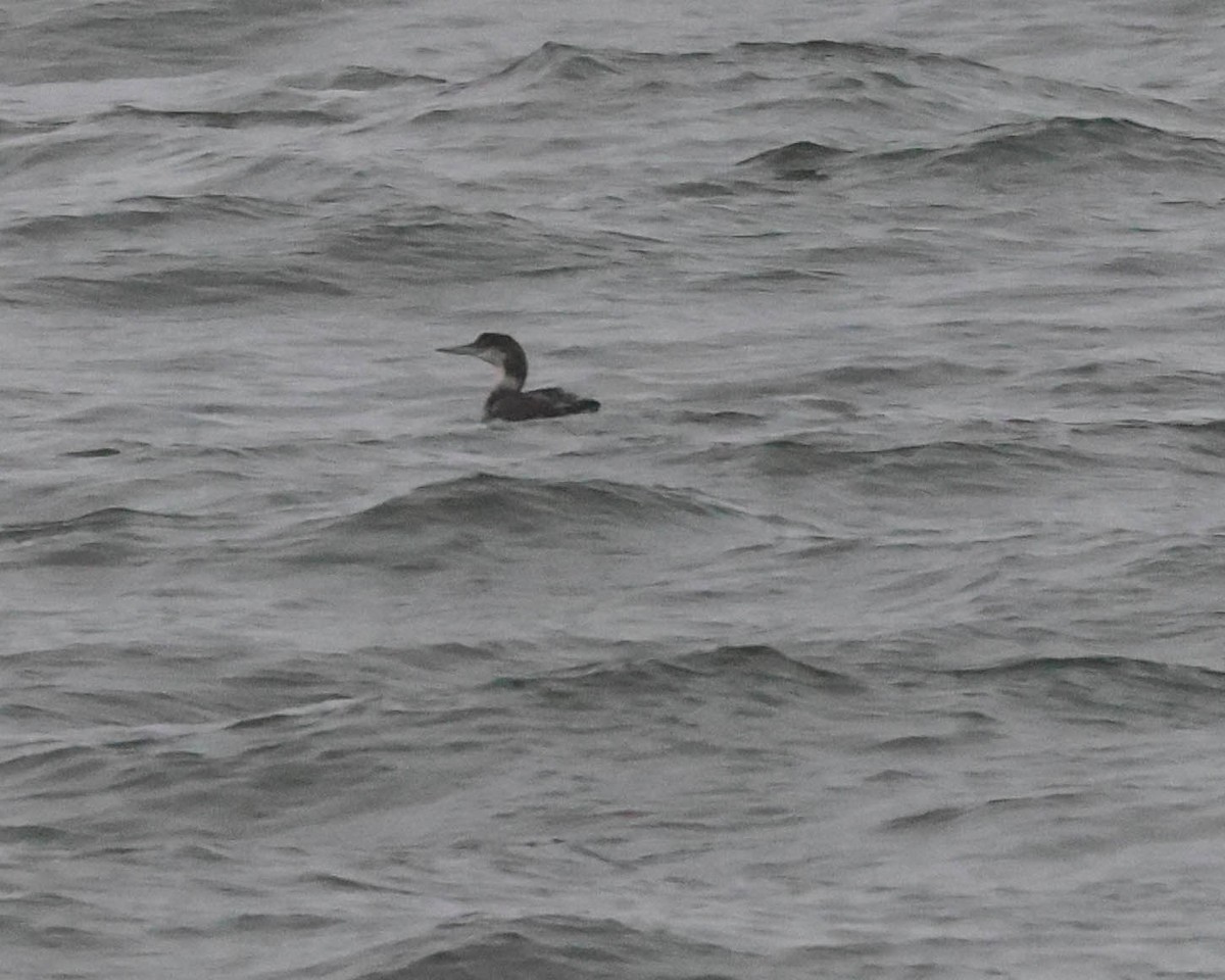 Common Loon - Tracy Drake