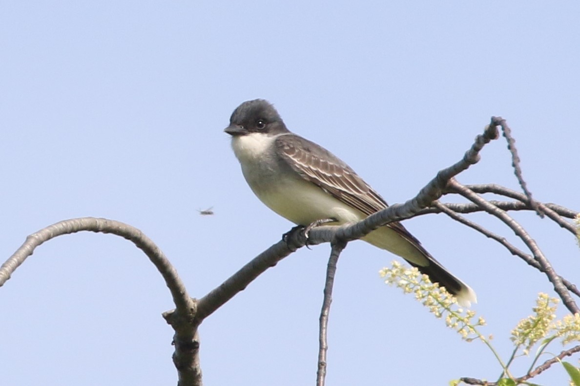 Eastern Kingbird - ML619426553