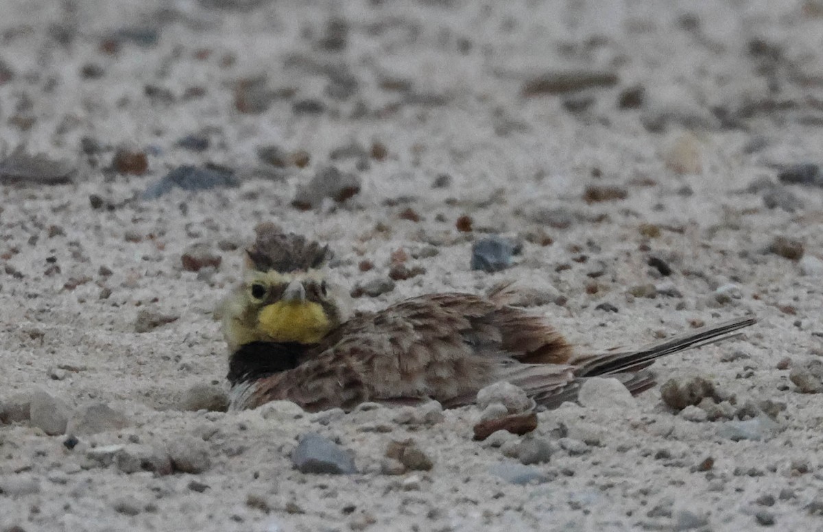 Horned Lark - Tracy Drake