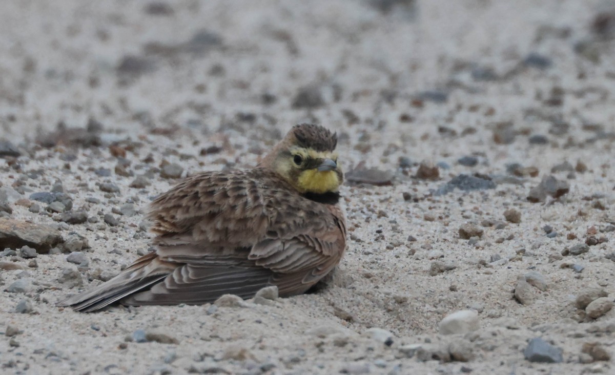 Horned Lark - Tracy Drake