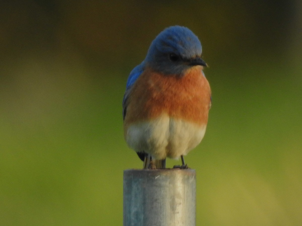 Eastern Bluebird - ML619426580