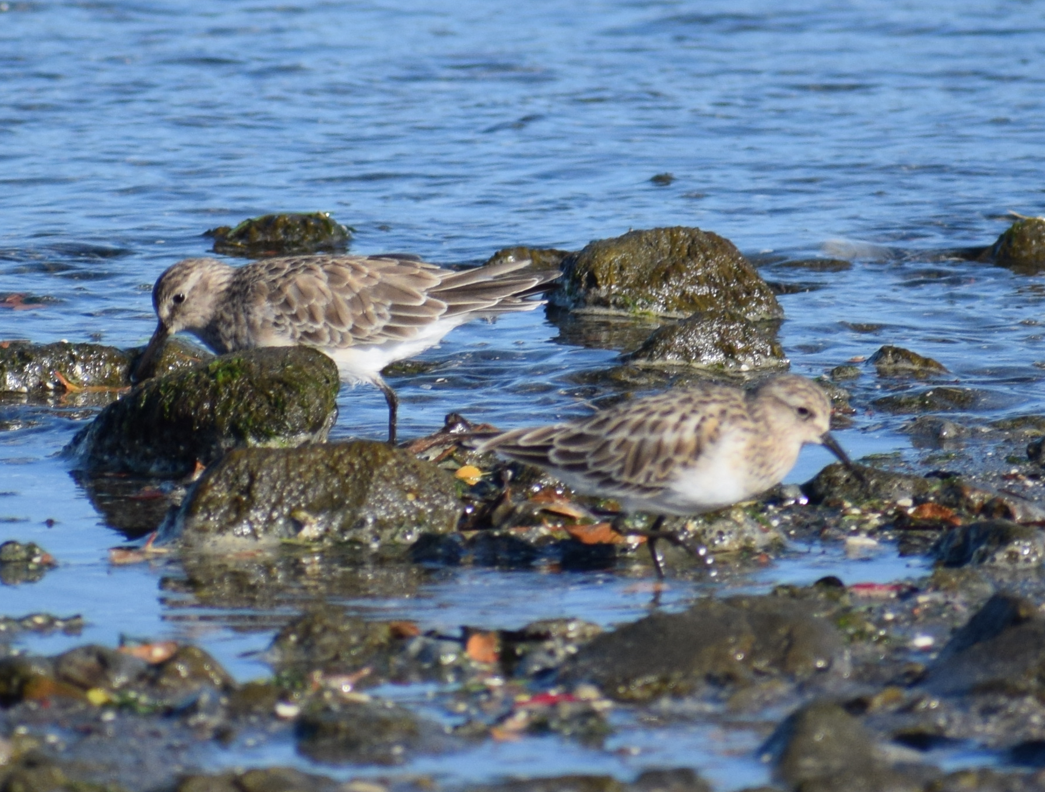 Baird's Sandpiper - ML619426585