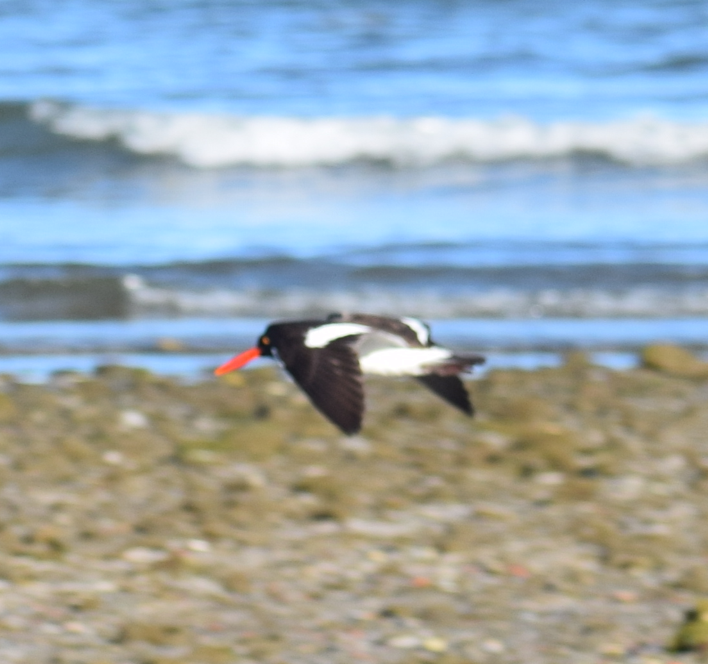 Magellanic Oystercatcher - Felipe Undurraga