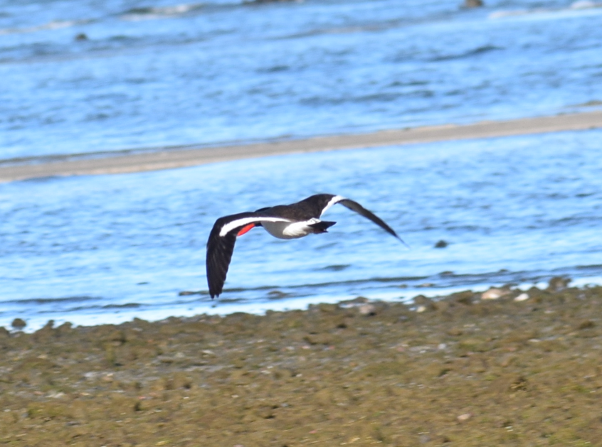 Magellanic Oystercatcher - Felipe Undurraga