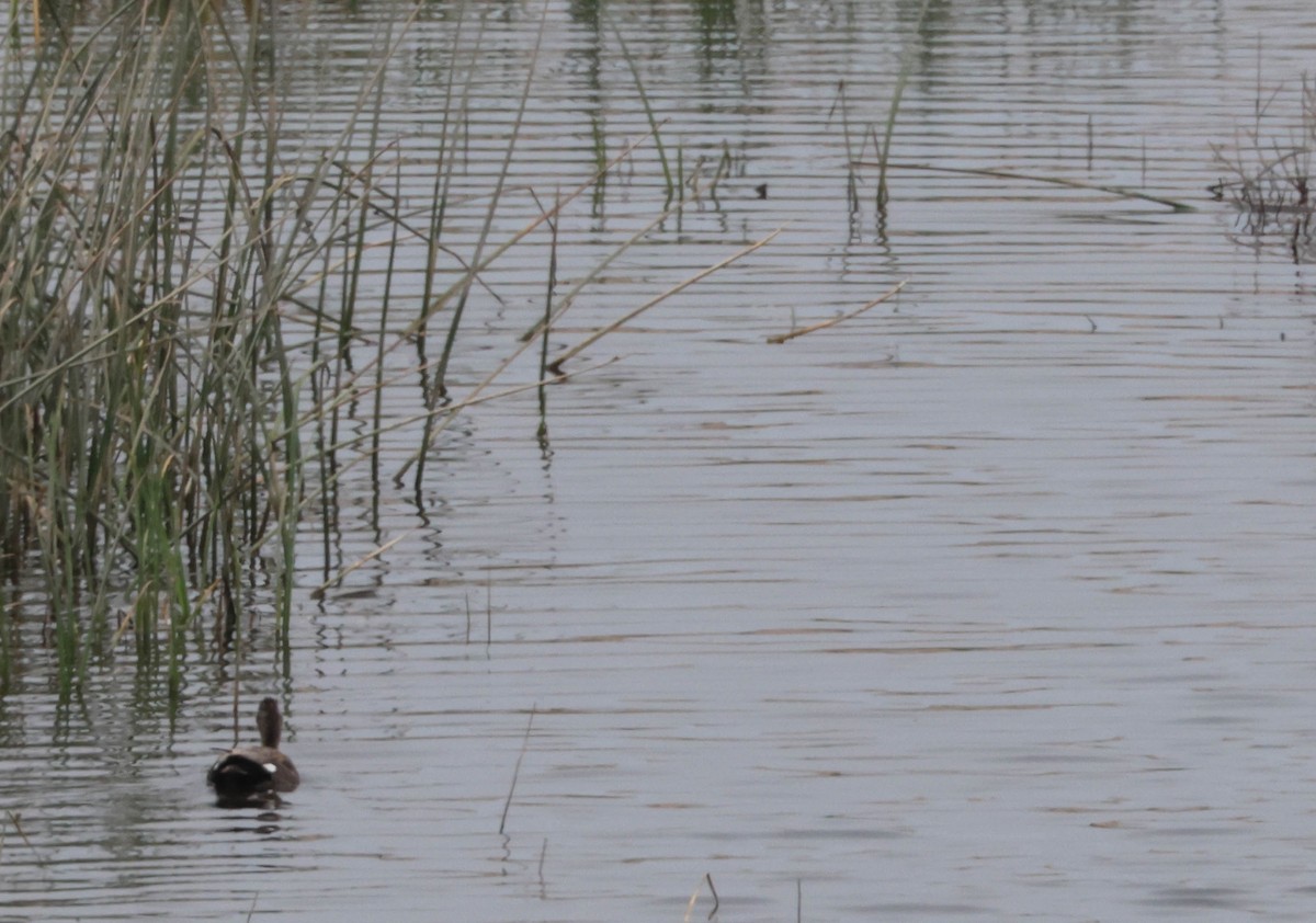 Gadwall - Tracy Drake