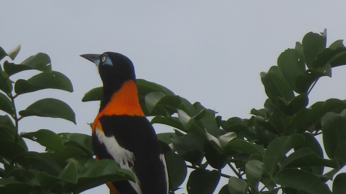 Venezuelan Troupial - Gregory Allen