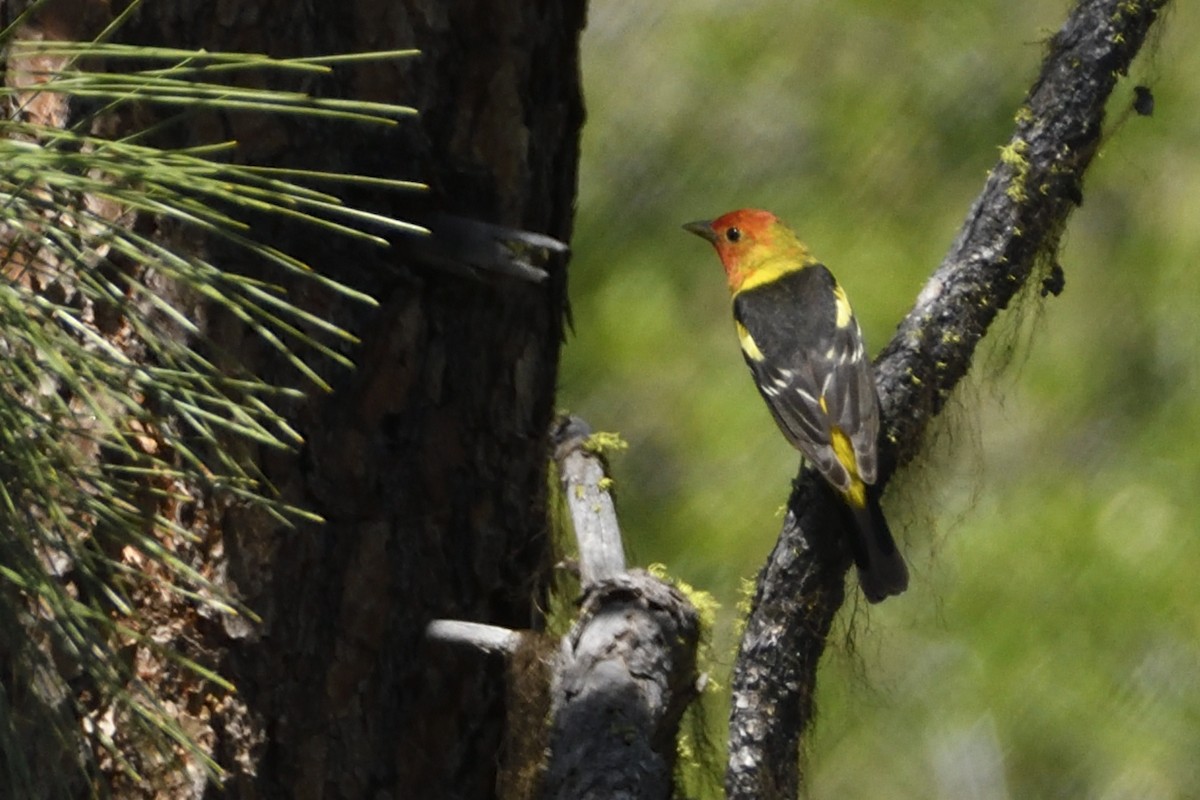 Western Tanager - Pat McGrane