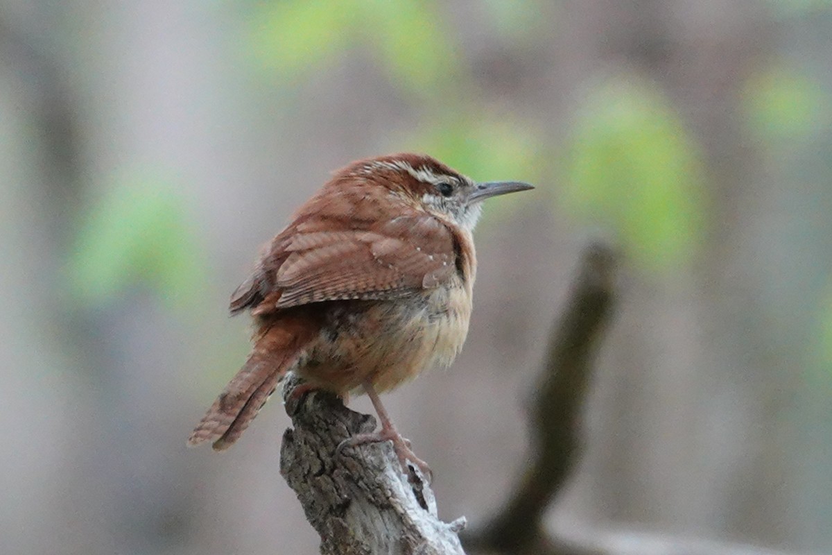 Carolina Wren - Claudio  Crespo