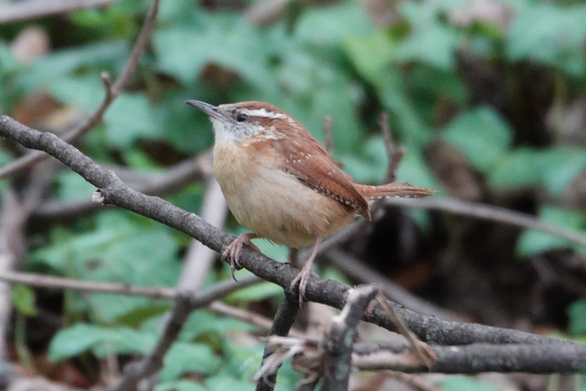 Carolina Wren - Claudio  Crespo