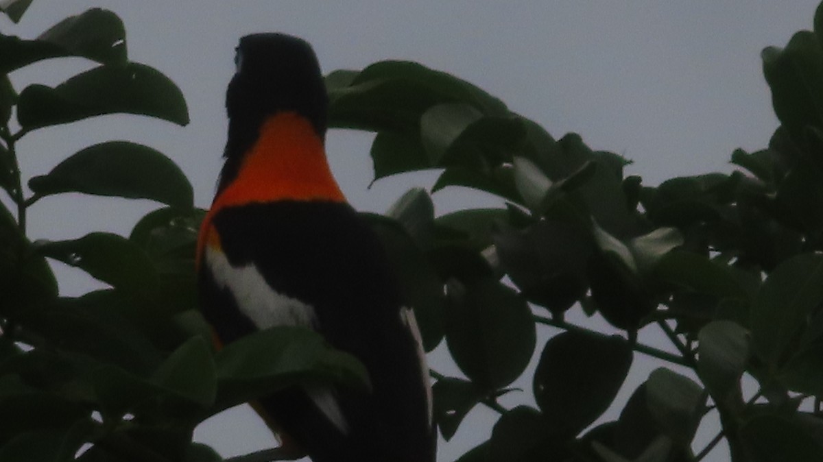 Venezuelan Troupial - Gregory Allen