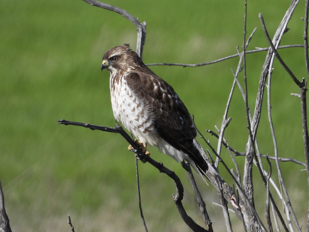 Broad-winged Hawk - John Lundgren