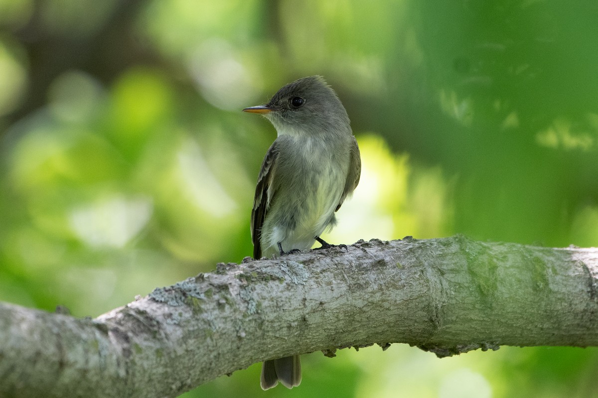 Eastern Wood-Pewee - Solomon Greene