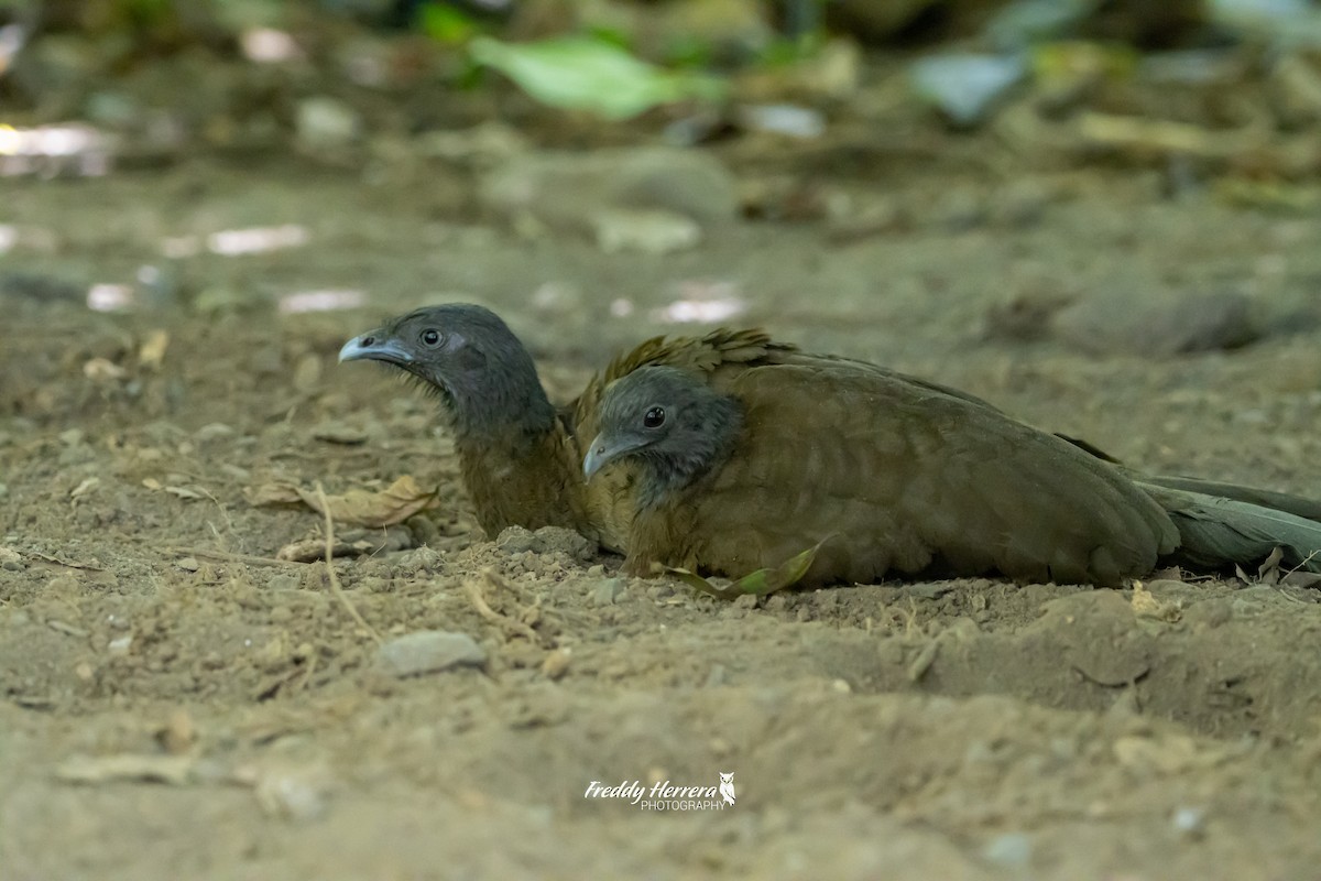 Gray-headed Chachalaca - Freddy Herrera