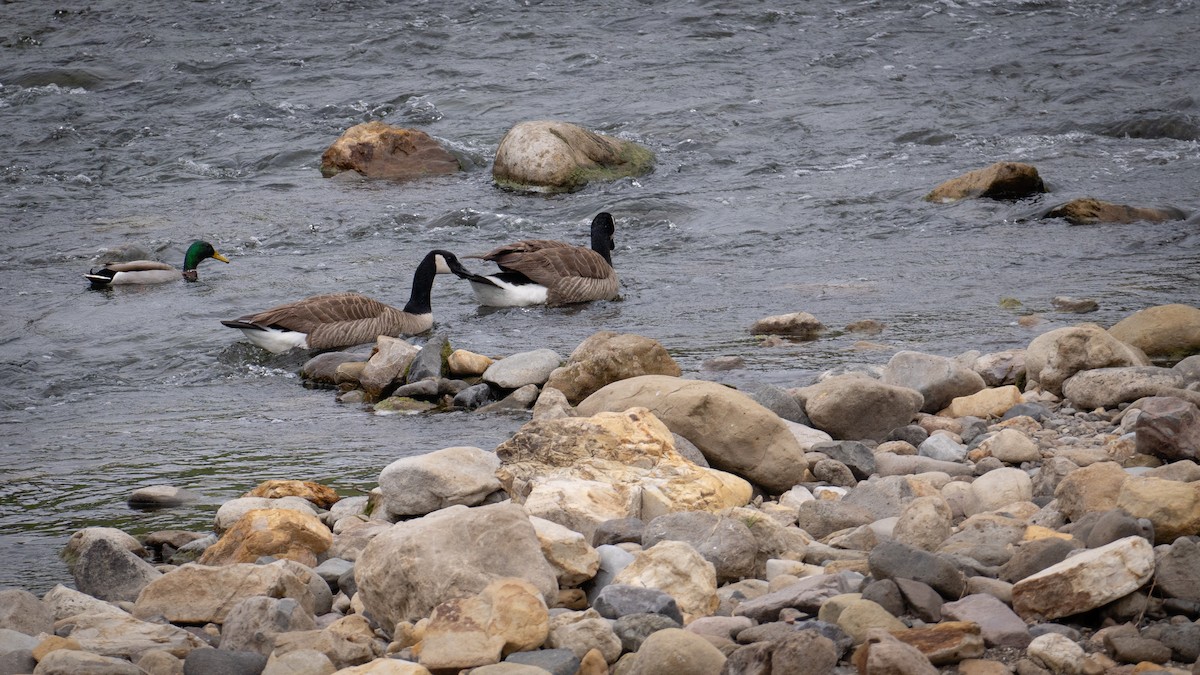 Canada Goose - Richie Frerking