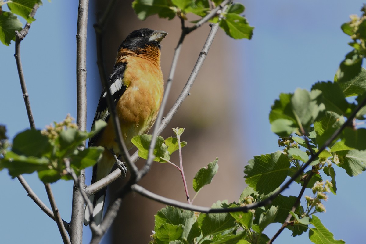 Black-headed Grosbeak - Pat McGrane