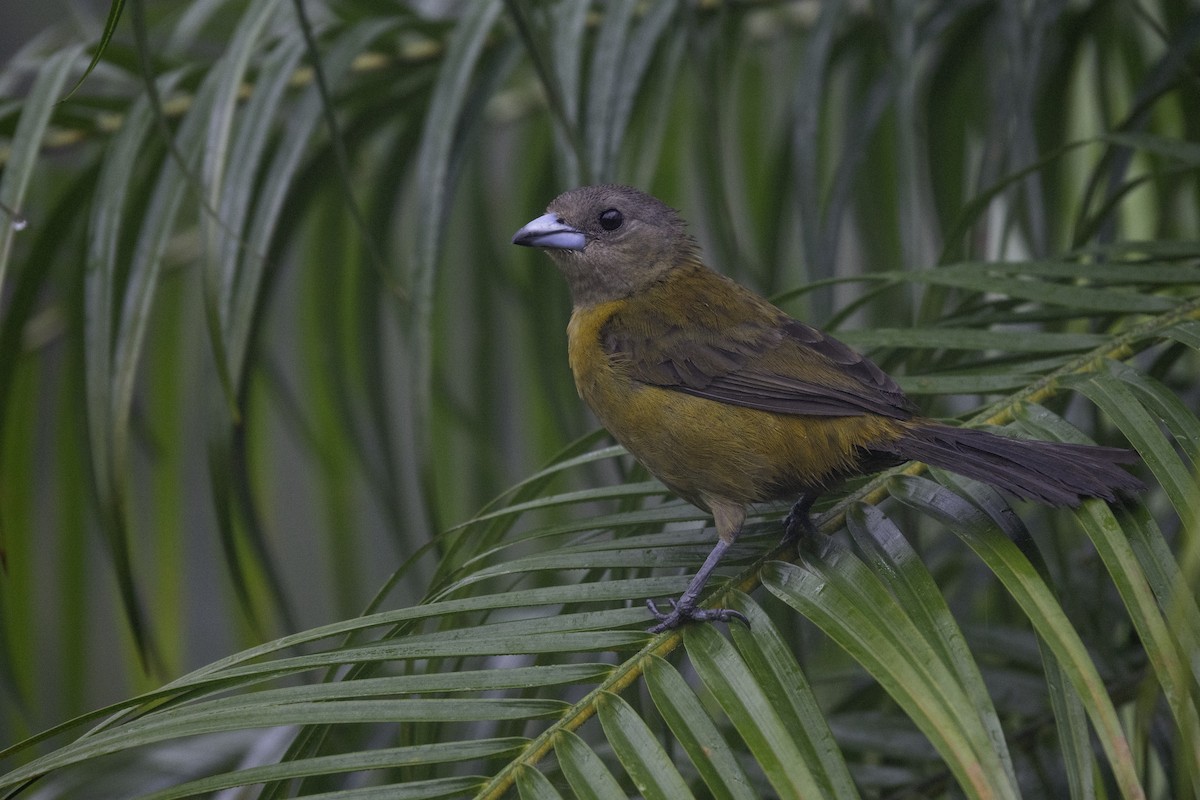 Scarlet-rumped Tanager - ML619426658