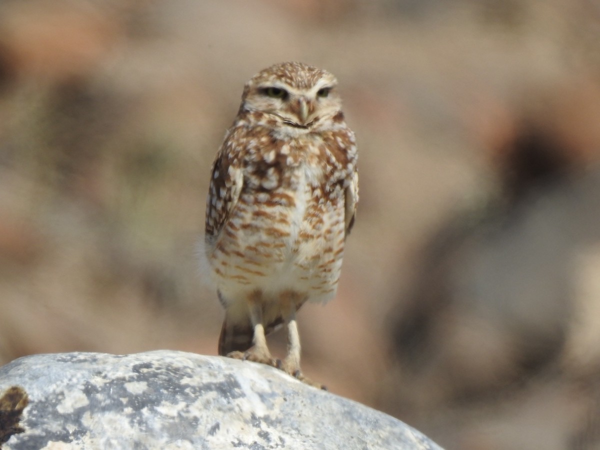 Burrowing Owl - Robin Melvin