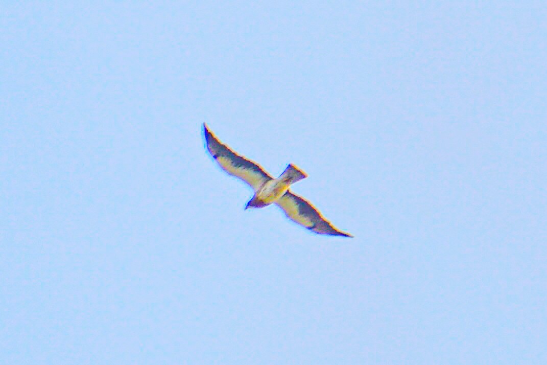 Swainson's Hawk - Drake Thomas