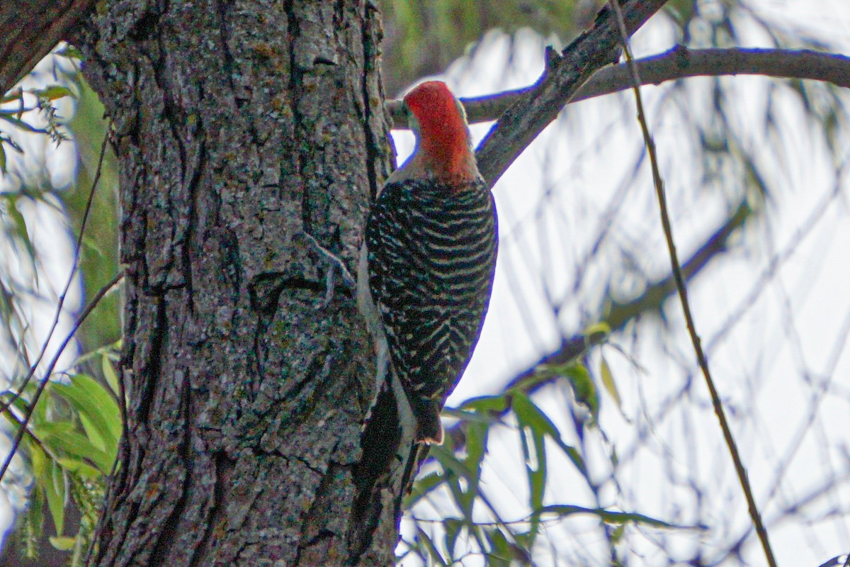 Red-bellied Woodpecker - Drake Thomas