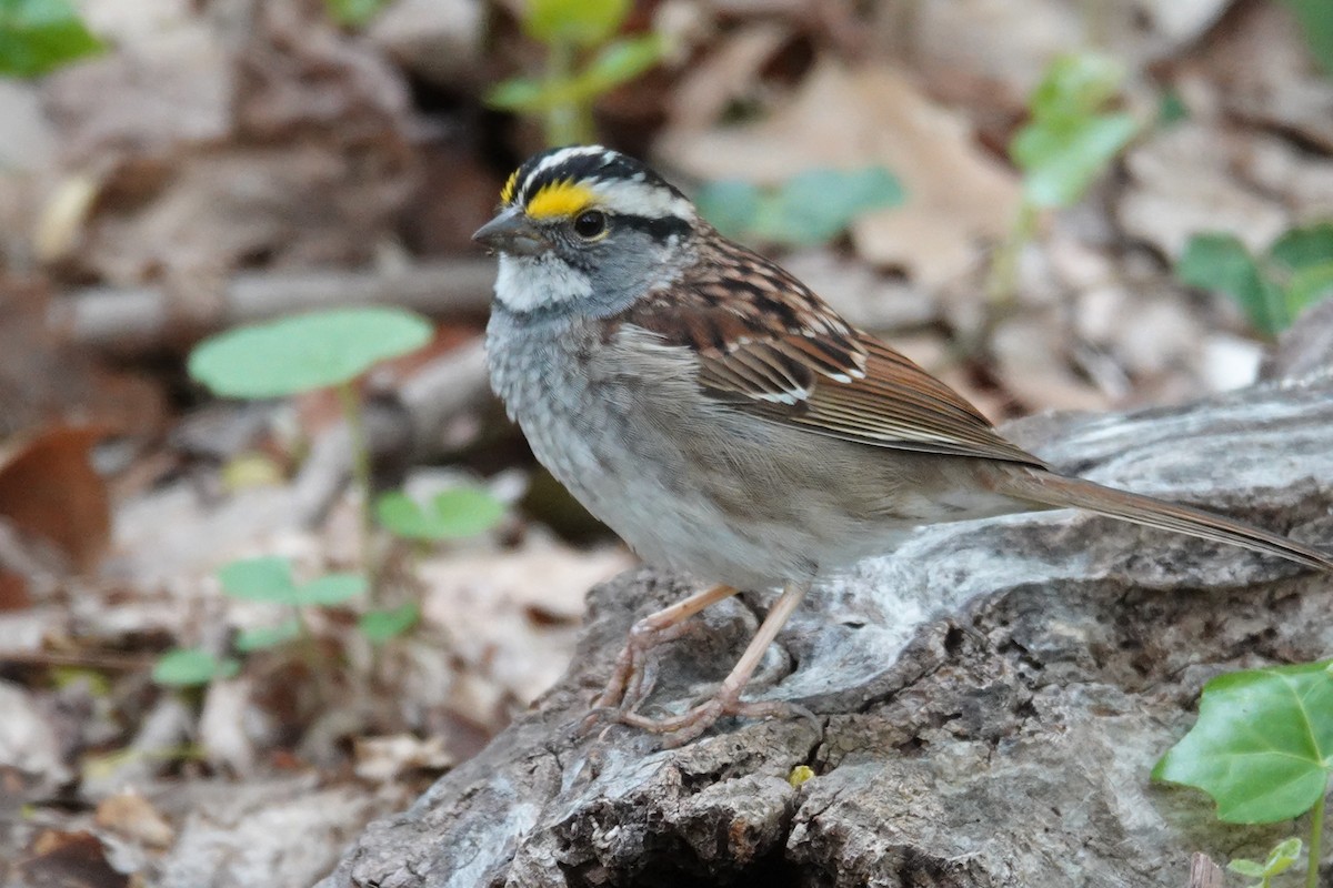 White-throated Sparrow - Claudio  Crespo