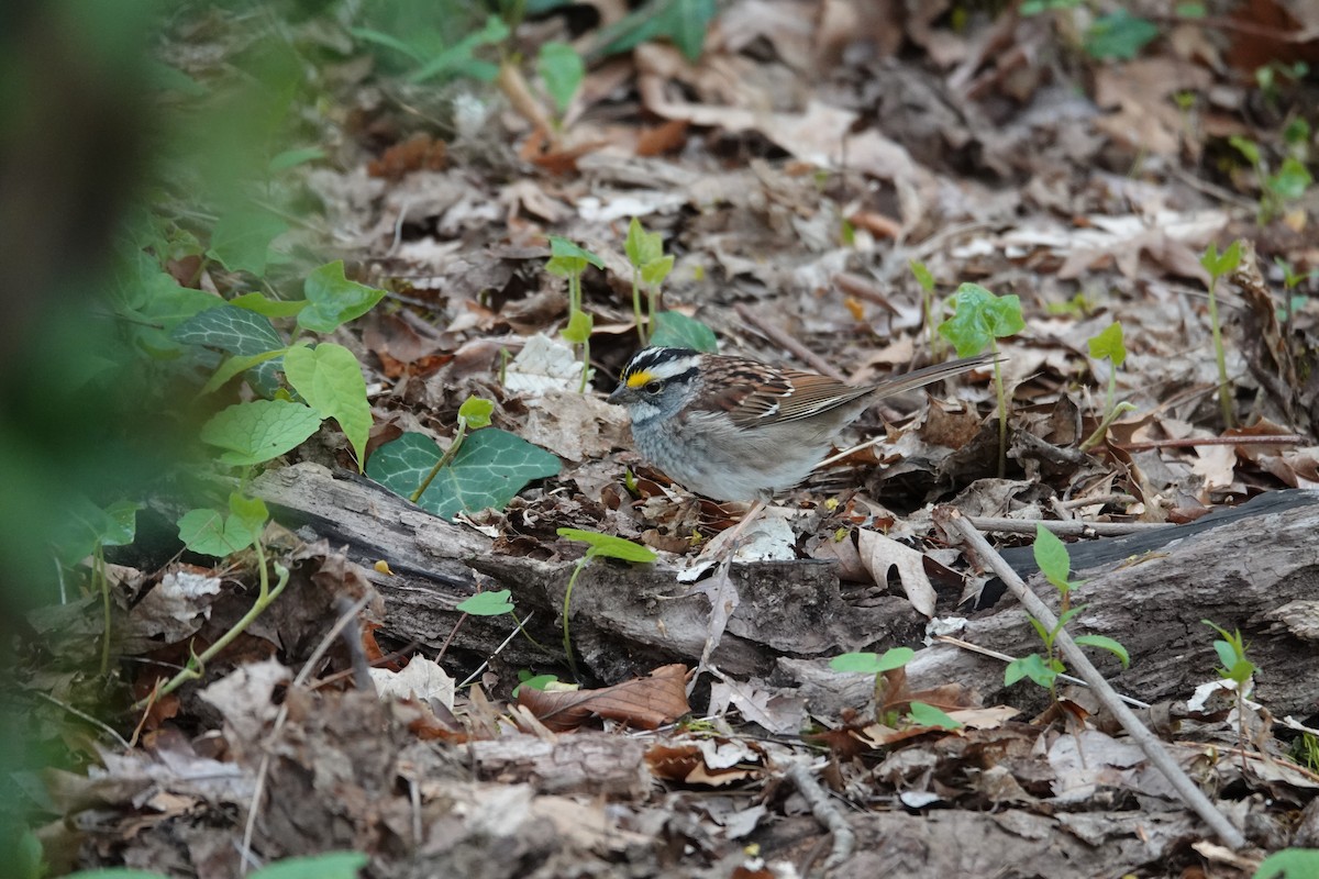 White-throated Sparrow - Claudio  Crespo