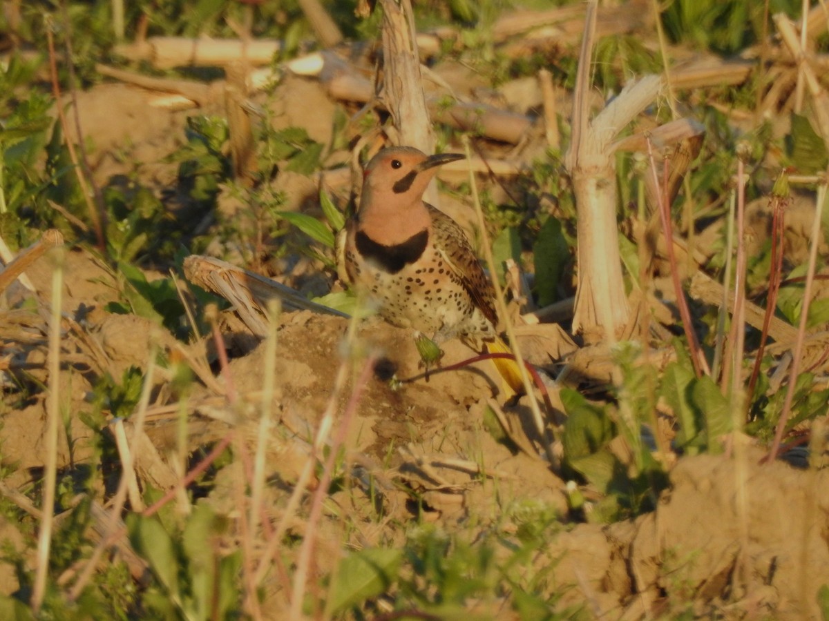 Northern Flicker - ML619426683