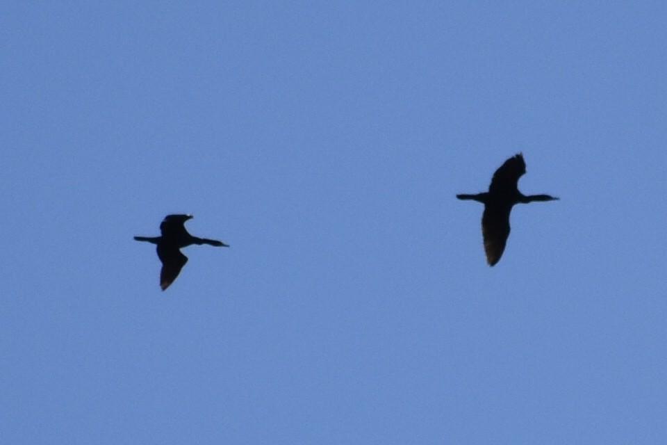 Double-crested Cormorant - ML619426688