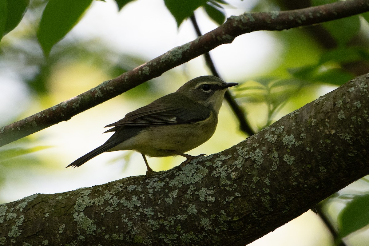 Black-throated Blue Warbler - Solomon Greene