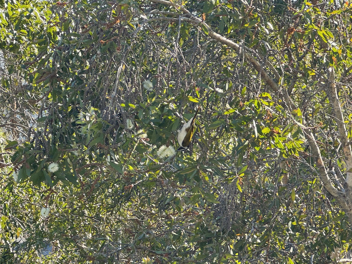 Blue-faced Honeyeater - Anonymous