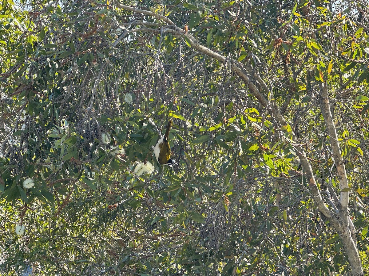 Blue-faced Honeyeater - Anonymous