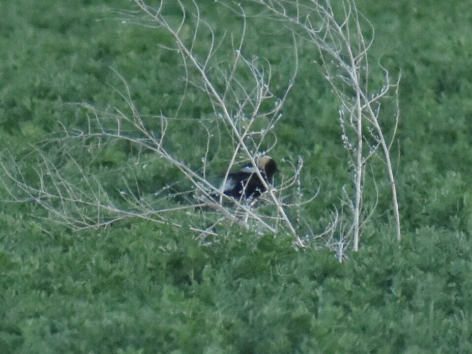 bobolink americký - ML619426713