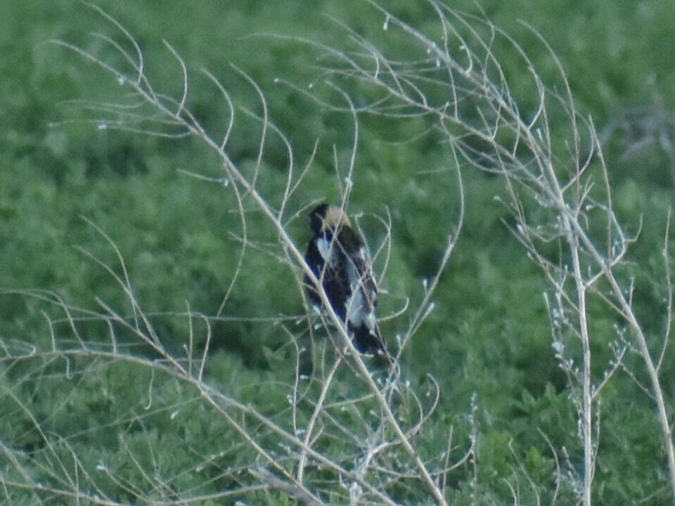 bobolink americký - ML619426714