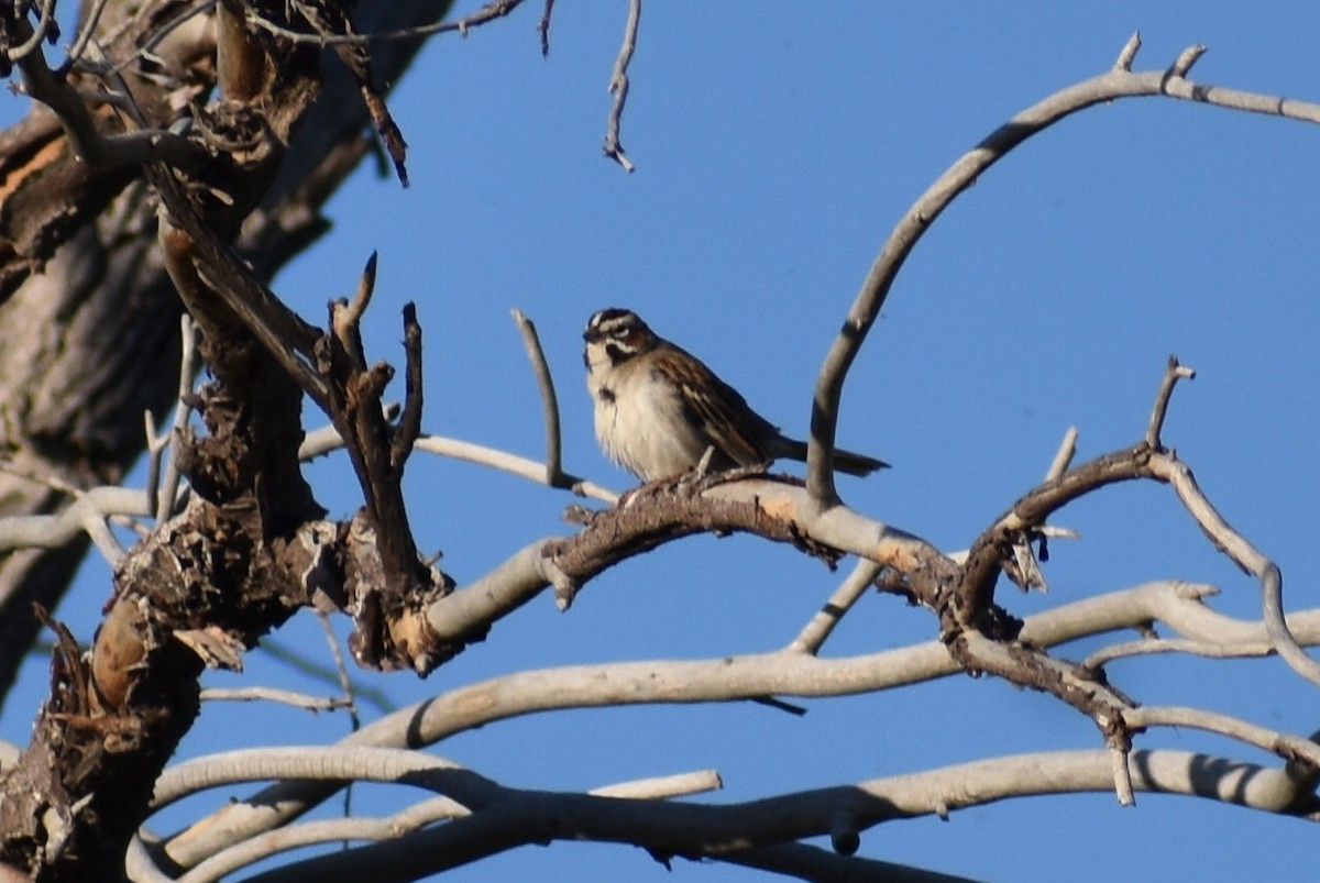 Lark Sparrow - ML619426722